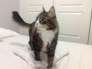 Obi on cat bed