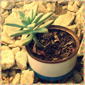Succulent in tuna can (this one was already coloured by the manufacturer)